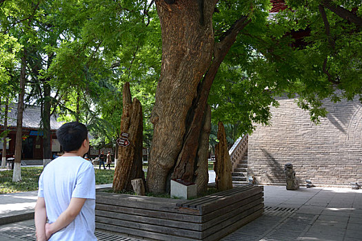 小雁塔,荐福寺,槐树