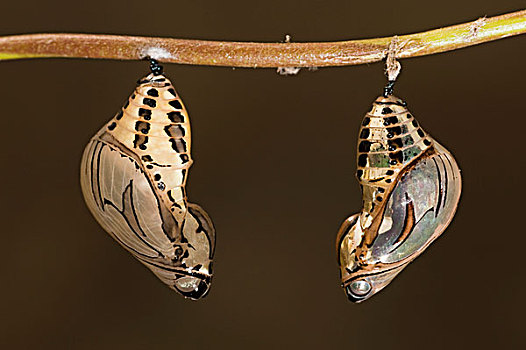 橙虎蝶,蛹,河,国家公园,亚马逊河,厄瓜多尔