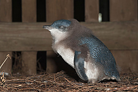 小蓝企鹅,幼禽,菲利普岛,澳大利亚