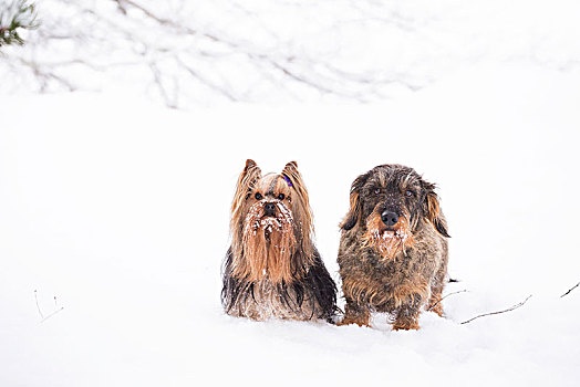 雪,狗,姿势,雪中,约克郡犬,达克斯猎狗,头像,户外,冬景