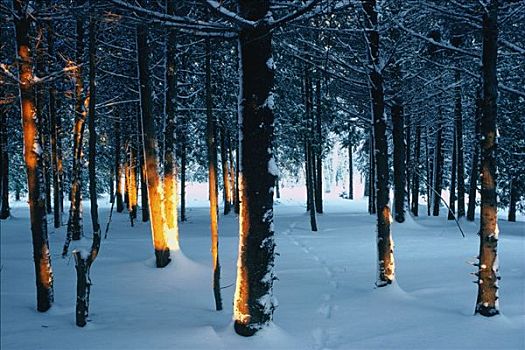 树,雪中,新布兰斯维克,加拿大