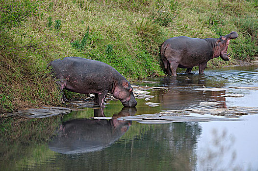 河马,饮用水,马赛马拉国家保护区,肯尼亚,东非,非洲