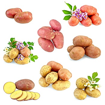 土豆,不同