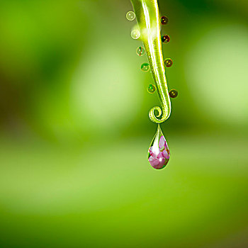 水滴,漂亮,花