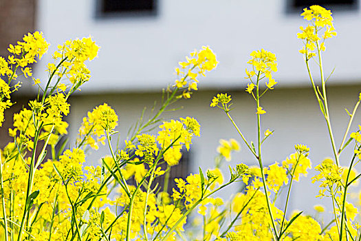 油菜花