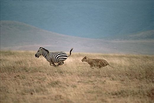 非洲狮,狮子,雌性,追逐,白氏斑马,斑马,塞伦盖蒂,坦桑尼亚