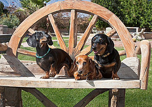 三个,达克斯犬,一起,木制长椅,户外