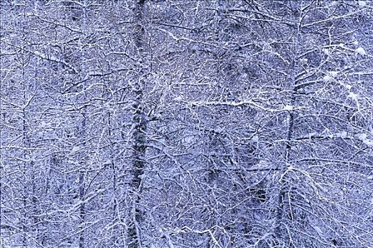 积雪,树,阿尔冈金省立公园,安大略省,加拿大