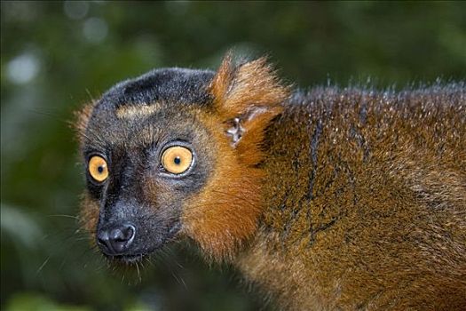 黑狐猴,冠,狐猴,马达加斯加,非洲