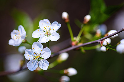 清新,樱花