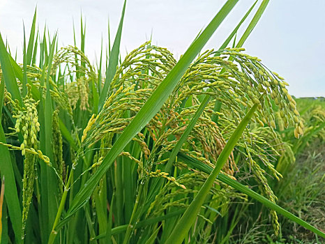 稻田,稻穗,稻谷