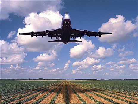 农业,运输,作物,地点,大型喷气客机,飞机,佛罗里达,美国,北美