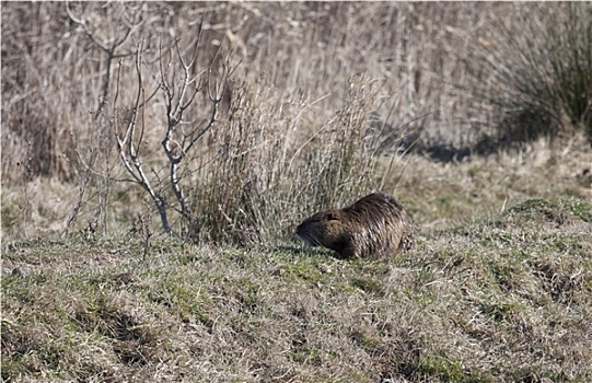 海狸鼠,湿地,法国