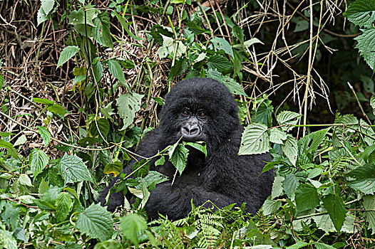 山地大猩猩,大猩猩,吃,叶子,国家,卢旺达