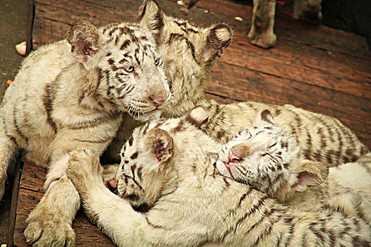 昆明野生動物園