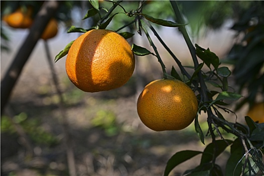 树枝上挂满的橙子