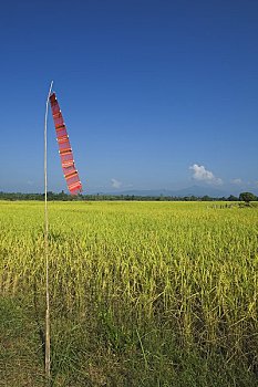 庙宇,旗帜,稻田,省,北方,泰国