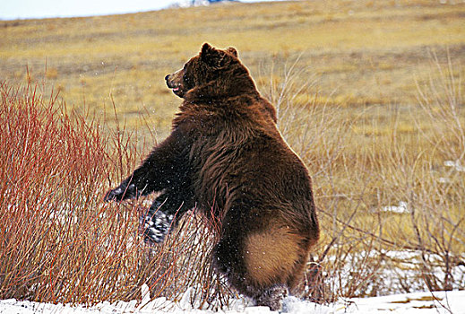 科迪亚克熊,棕熊,向上,后腿,阿拉斯加
