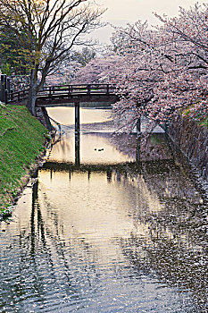 排列,树,樱桃树,护城河,松本城