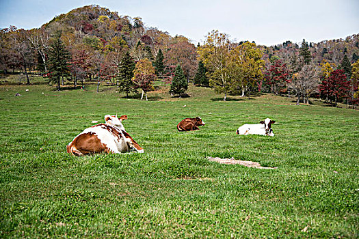 牛在草甸上
