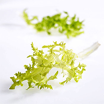 生菜,菊苣,卷曲,沙拉,叶子,白色背景