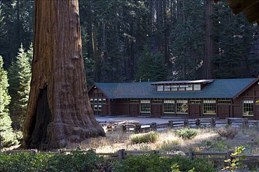 巨大,树林,博物馆,红杉国家公园,加利福尼亚,美国