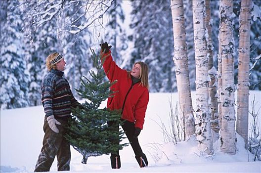 伴侣,圣诞树,楚加,树林,冬天