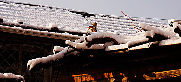 地坛公园雪景