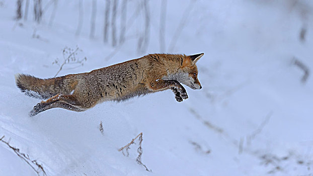 红狐,狐属,猎捕,跳跃,雪地,波希米亚风格,树林,捷克共和国,欧洲