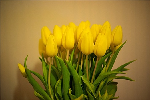 花束,彩色,黄色,春天,郁金香