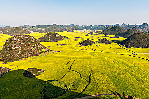 油菜花海