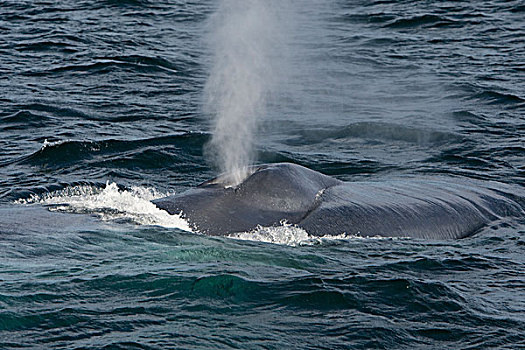 蓝鲸,平面,喷涌,科特兹海,墨西哥