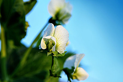 豌豆,豌豆花