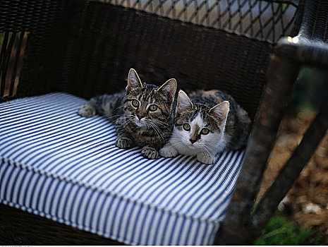 肖像,两个,小猫,坐,椅子,户外