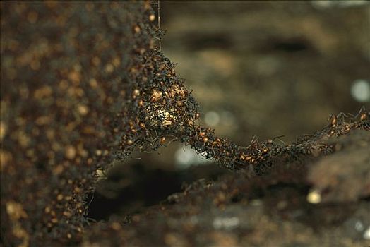 行军蚁,小,蚂蚁,桥,边缘,暂时,窝,科罗拉多岛,巴拿马