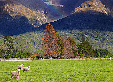 山景,树林,放牧,绵羊,南岛,新西兰