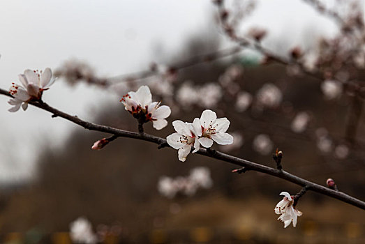 花卉