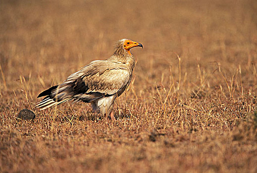 肯尼亚,马赛马拉国家保护区,白兀鹫,埃及秃鹫