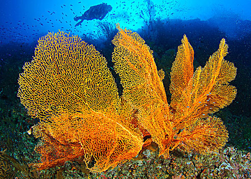 潜水,看,大,柳珊瑚目海扇,所罗门群岛