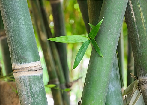 特写,竹子,茎,叶子