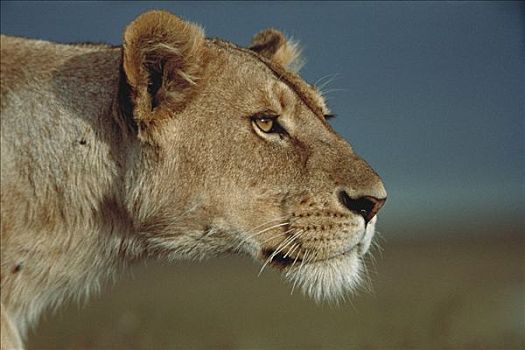 非洲狮,狮子,女性,看,捕食,塞伦盖蒂国家公园,坦桑尼亚