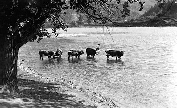 浇水,牛,摩尔达维亚,东北方,罗马尼亚