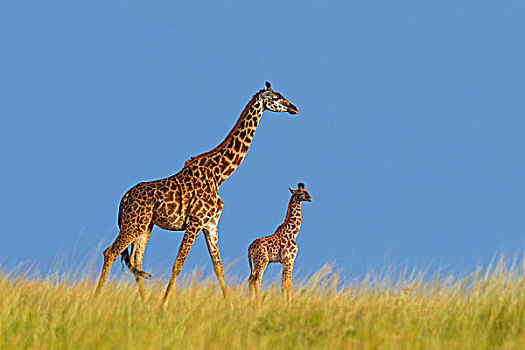 马赛长颈鹿,马赛马拉国家保护区,肯尼亚