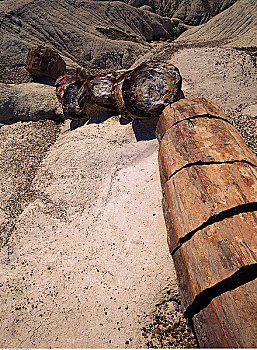 木化石,石化森林国家公园,亚利桑那,美国