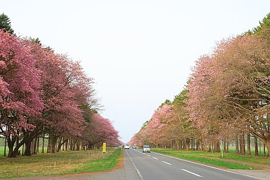 樱花,道路