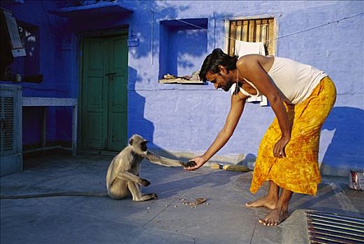 哈奴曼,叶猴,长尾叶猴,食物,一个,男人,城市,拉贾斯坦邦,印度