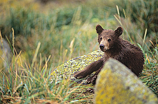 沿岸,大灰熊,幼兽,棕熊,大熊雨林,不列颠哥伦比亚省,加拿大