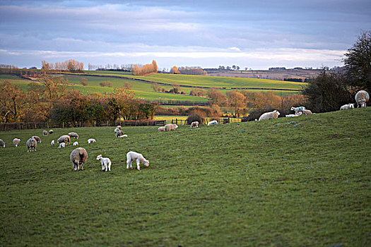 绵羊,放牧,山,林肯郡,英格兰