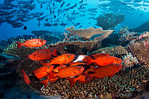 鱼群,大眼鲷,靶心,宝石大眼鲷,珊瑚礁,太平洋,帕劳,大洋洲