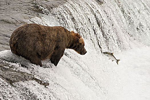 棕熊,三文鱼,跳跃